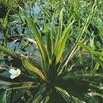 Attēlu rezultāti vaicājumam “Stratiotes aloides leaf”