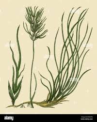 Attēlu rezultāti vaicājumam “Festuca ovina flower”