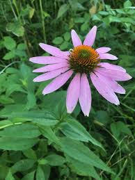 Image result for Echinacea purpurea