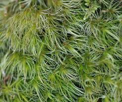 Attēlu rezultāti vaicājumam “Dicranum scoparium sporophyte”