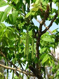 Attēlu rezultāti vaicājumam “Juglans mandshurica”