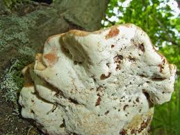 Attēlu rezultāti vaicājumam “Buglossoporus quercinus”