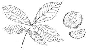 Attēlu rezultāti vaicājumam “Carya ovata leaf”