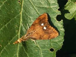 Attēlu rezultāti vaicājumam “Orgyia antiqua imago”