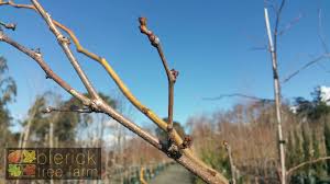 Attēlu rezultāti vaicājumam “Gleditsia triacanthos bud”