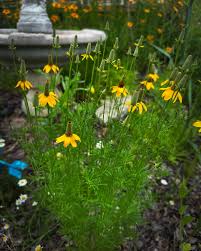 Image result for Ratibida columnifera