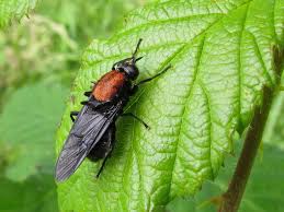 Attēlu rezultāti vaicājumam “Clitellaria ephippium”