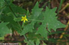 Attēlu rezultāti vaicājumam “Mycelis muralis flower”