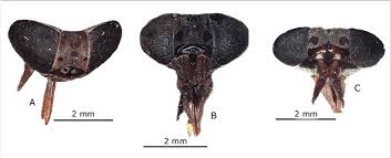 Attēlu rezultāti vaicājumam “Haematopota sp.”