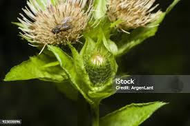 Attēlu rezultāti vaicājumam “Cirsium oleraceum flower”