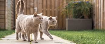 Afbeeldingsresultaat voor katten