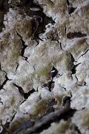 Attēlu rezultāti vaicājumam “Stereum rugosum”