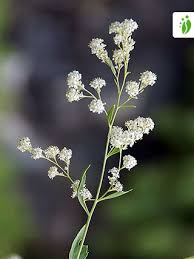 Attēlu rezultāti vaicājumam “Lepidium latifolium leaf”