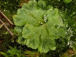 Attēlu rezultāti vaicājumam “Riccia glauca”