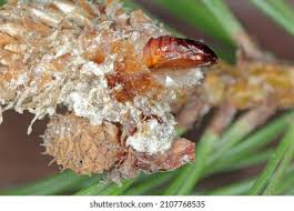 Attēlu rezultāti vaicājumam “Retinia resinella pupa”