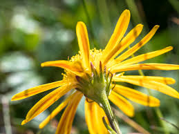 Attēlu rezultāti vaicājumam “Jacobaea paludosa flower”