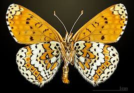 Attēlu rezultāti vaicājumam “Melitaea cinxia underside”