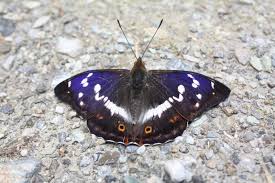 Attēlu rezultāti vaicājumam “Nymphalidae”