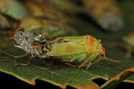 Attēlu rezultāti vaicājumam “Elasmucha grisea imago”