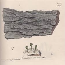 Attēlu rezultāti vaicājumam “Chaenotheca chlorella”