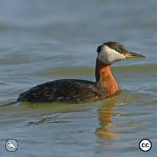 Attēlu rezultāti vaicājumam “Podiceps grisegena adult”