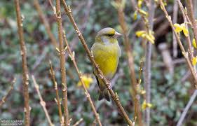 Attēlu rezultāti vaicājumam “Chloris chloris male”