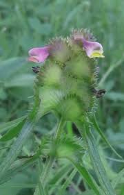 Attēlu rezultāti vaicājumam “Melampyrum cristatum”