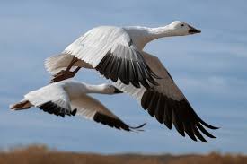 Image result for Anser caerulescens