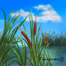 Image result for Rohrkolben