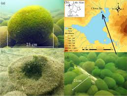 Imagini pentru Cladophora aegagropila