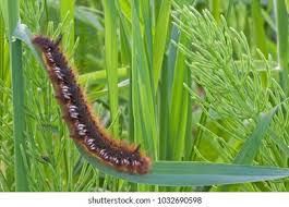 Attēlu rezultāti vaicājumam “Euthrix potatoria larva”
