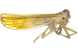 Attēlu rezultāti vaicājumam “Delphacidae”