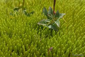 Attēlu rezultāti vaicājumam “Bryum schleicheri”