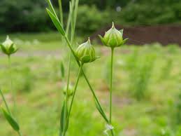 Attēlu rezultāti vaicājumam “Linum usitatissimum bud”