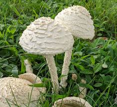 Attēlu rezultāti vaicājumam “Lamprospora tortulae-ruralis”