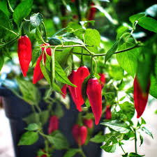 Afbeeldingsresultaat voor paper lantern hot pepper