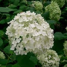 Attēlu rezultāti vaicājumam “Hydrangea arborescens”