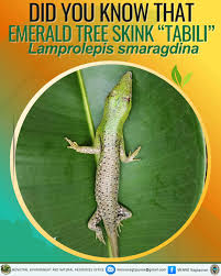 Risultati immagini per dasia smaragdina