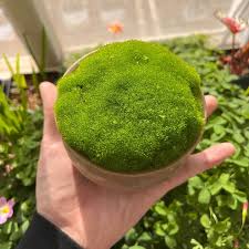 Attēlu rezultāti vaicājumam “Bryum argenteum”