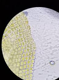 Attēlu rezultāti vaicājumam “Anomodon viticulosus”