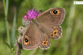 Attēlu rezultāti vaicājumam “Lasiommata petropolitana upperside”