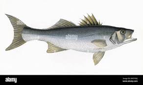Image result for Dicentrarchus labrax