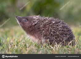 Attēlu rezultāti vaicājumam “Erinaceus roumanicus”