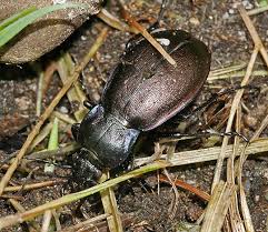 Attēlu rezultāti vaicājumam “Euura pedunculi”