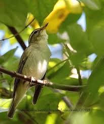 Attēlu rezultāti vaicājumam “Phylloscopus trochiloides adult”