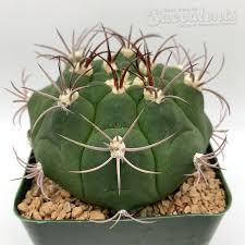 Image result for Gymnocalycium