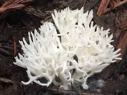 Attēlu rezultāti vaicājumam “Ramariopsis kunzei”