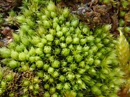 Attēlu rezultāti vaicājumam “Pohlia nutans sporophyte”