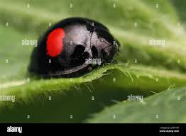 Attēlu rezultāti vaicājumam “Chilocorus renipustulatus”