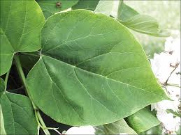 Attēlu rezultāti vaicājumam “Catalpa ovata leaf”